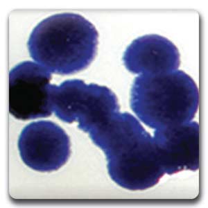 Spectrum CR01 Cobalt Blue Glaze Crystals
