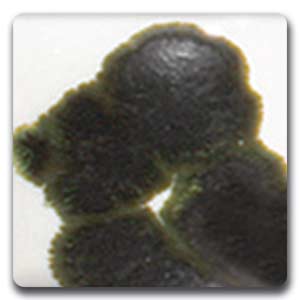 Spectrum CR10 Pewter Glaze Crystals