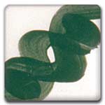 Spectrum 621 Tree Green One-Stroke Underglaze