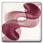 Spectrum 627 Orchid One-Stroke Underglaze