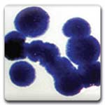 Spectrum CR01 Cobalt Blue Glaze Crystals