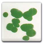 Spectrum CR06 Green Glaze Crystals