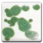 Spectrum CR09 Reactive Green Glaze Crystals