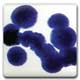 Spectrum CR01 Cobalt Blue Glaze Crystals