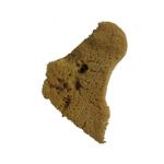#A149136 – Natural Sponge Elephant Ear (medium)