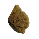 Natural Sponge Elephant Ear