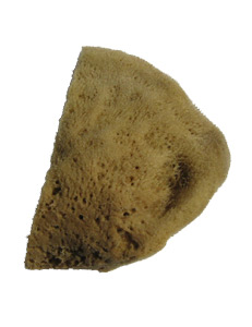Natural Sponge Elephant Ear