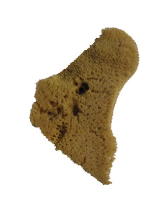 Natural Sponge Elephant Ear