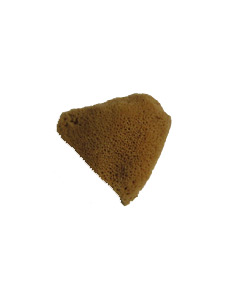 Natural Sponge Elephant Ear