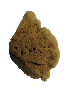 Natural Sponge Elephant Ear